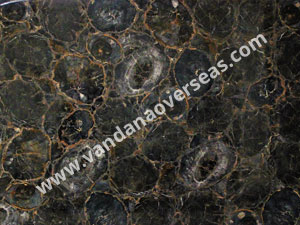 Black Petrified Wood