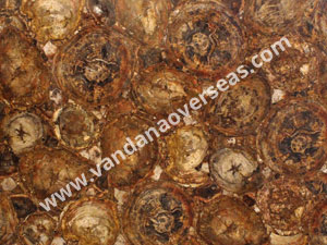 Brown Petrified Wood